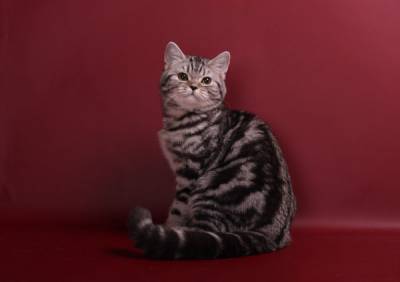 Питомник британских и шотландских кш кошек "Бриско Хаус" - Страница 4 S14533002