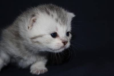 Питомник британских и шотландских кш кошек "Бриско Хаус" S17102476