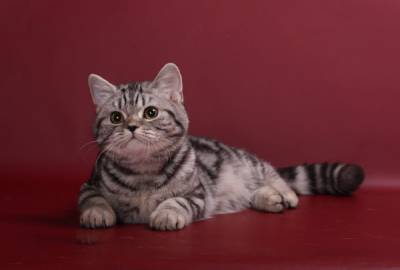 Питомник британских и шотландских кш кошек "Бриско Хаус" - Страница 4 S24779929