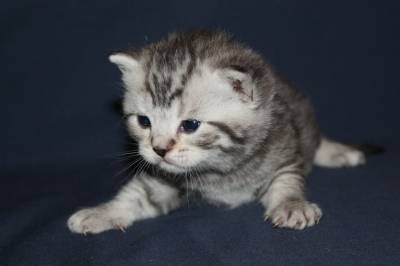 Питомник британских и шотландских кш кошек "Бриско Хаус" S46970626