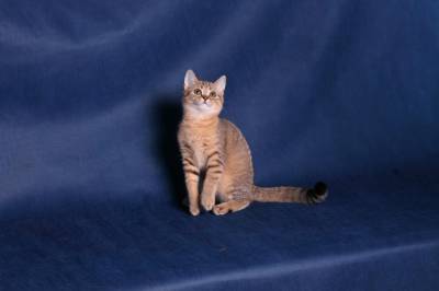 Питомник британских и шотландских кш кошек "Бриско Хаус" S49183451