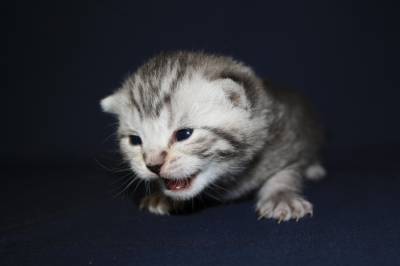 Питомник британских и шотландских кш кошек "Бриско Хаус" S59670096