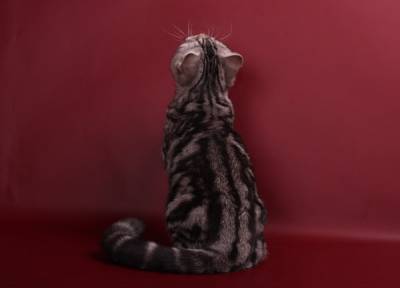 Питомник британских и шотландских кш кошек "Бриско Хаус" - Страница 4 S87038760